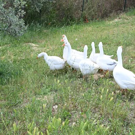 Semesterbostad Mikipong *